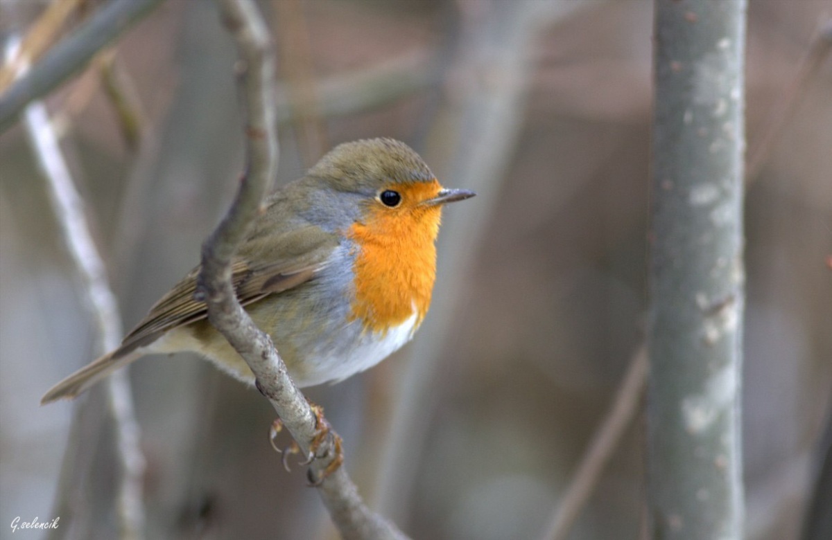 Kızılgerdan » European Robin » Erithacus rubecula