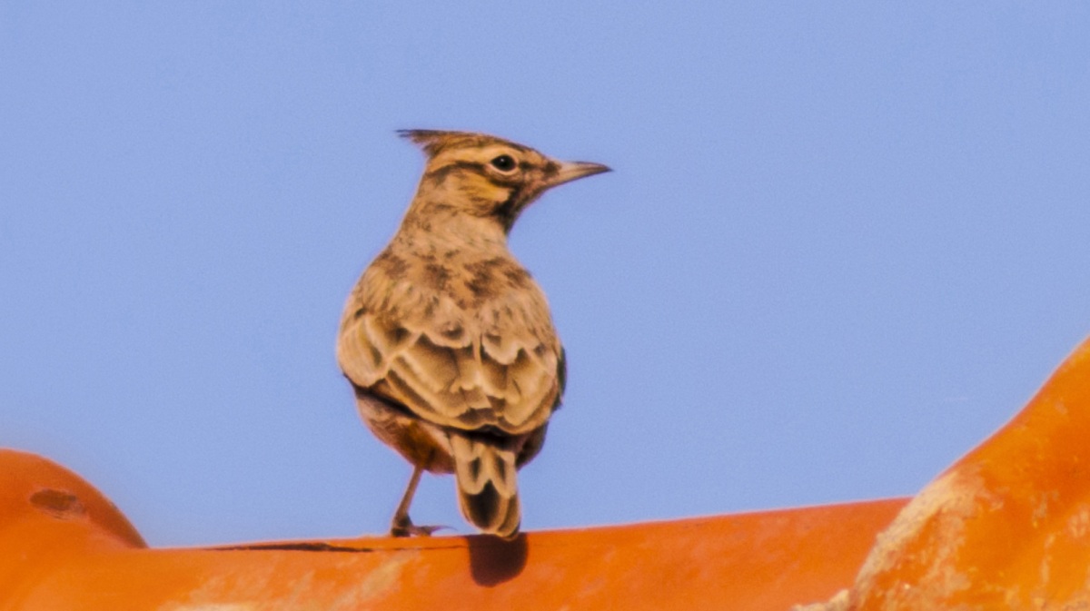 Tepeli toygar » Crested Lark » Galerida cristata