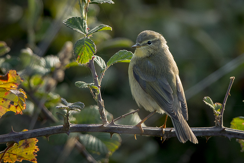Söğütbülbülü » Willow Warbler » Phylloscopus trochilus