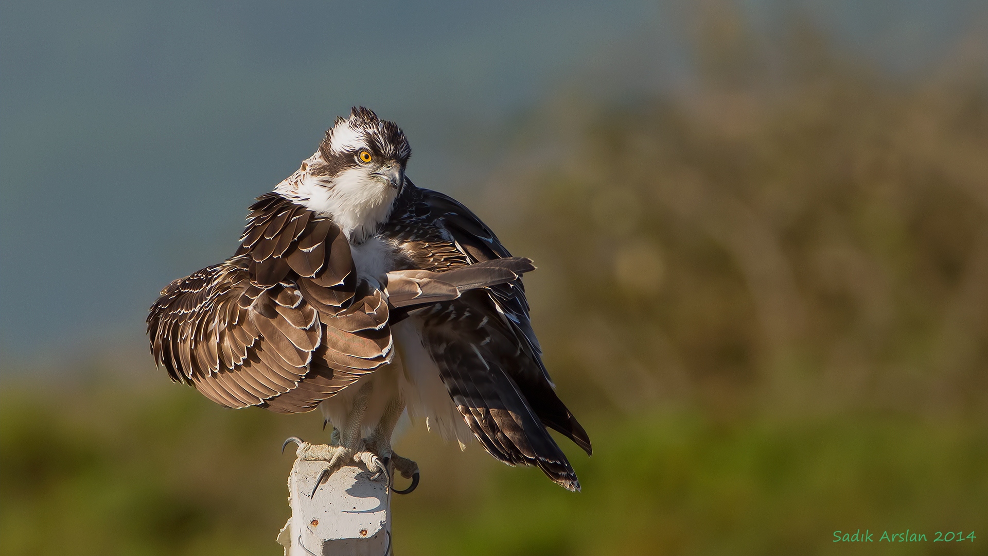 Balık kartalı » Osprey » Pandion haliaetus