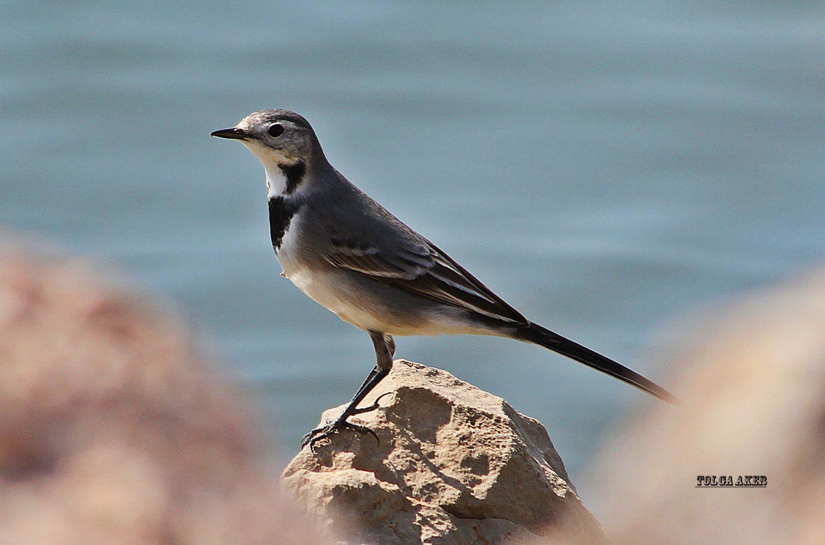 Ak kuyruksallayan » White Wagtail » Motacilla alba