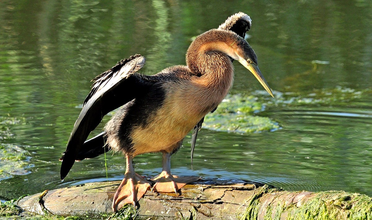 Yılanboyun » African Darter » Anhinga  rufa