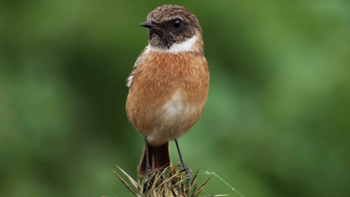 Taşkuşu » European Stonechat » Saxicola rubicola