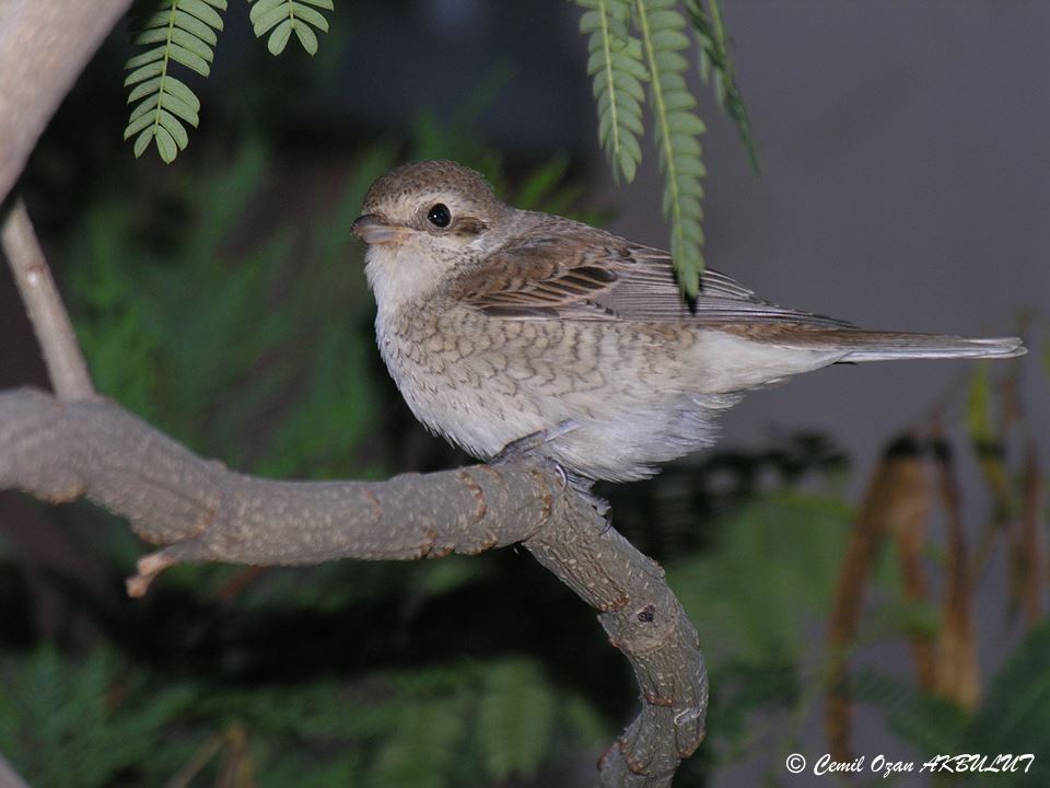 Kızılsırtlı örümcekkuşu » Red-backed Shrike » Lanius collurio