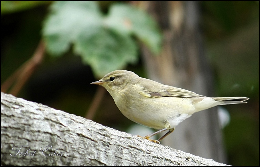 Söğütbülbülü » Willow Warbler » Phylloscopus trochilus