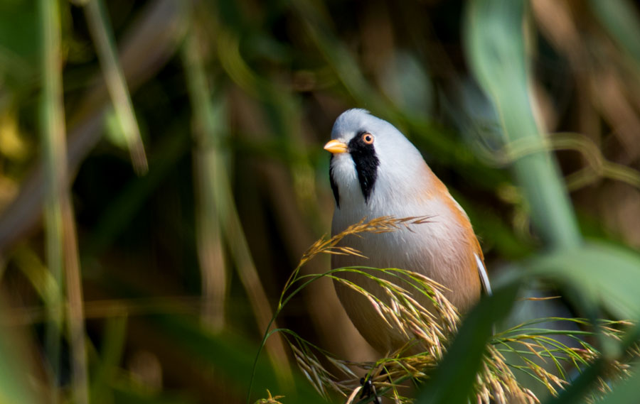 Bıyıklı baştankara » Bearded Reedling » Panurus biarmicus