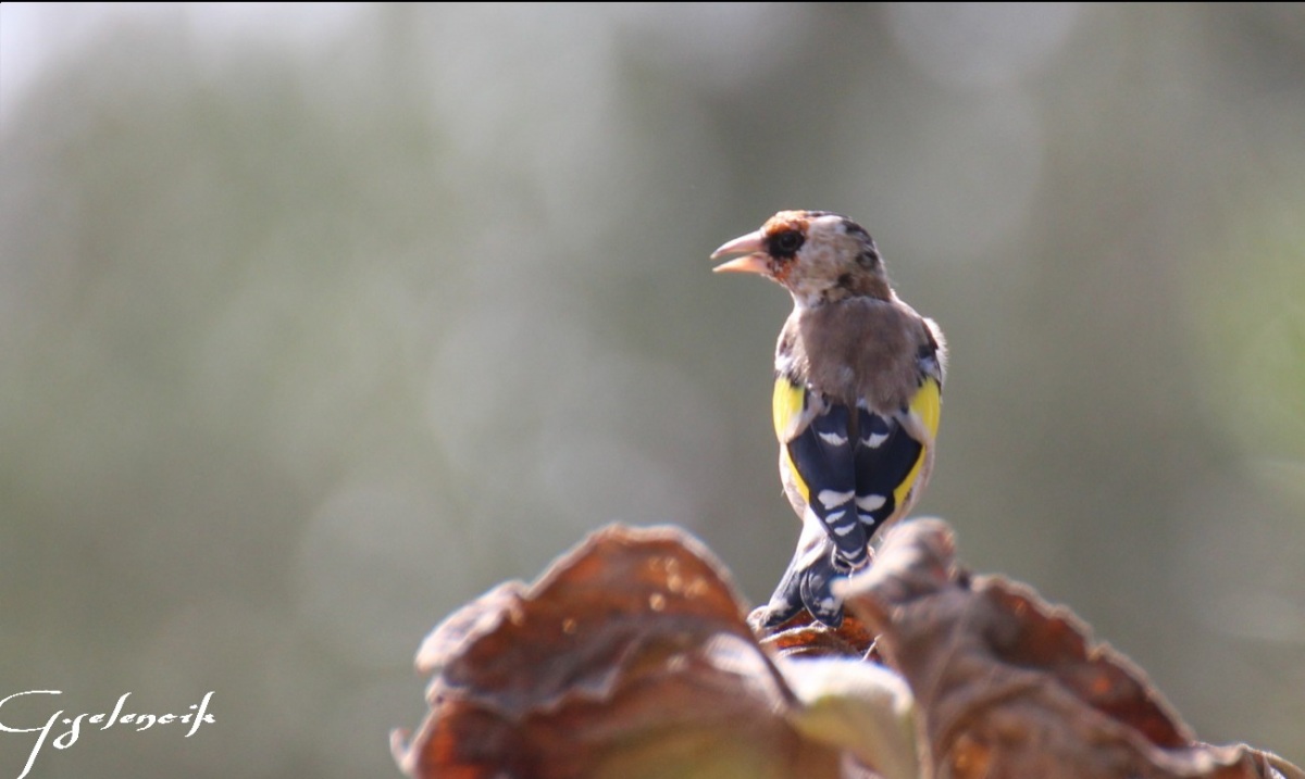 Saka » European Goldfinch » Carduelis carduelis