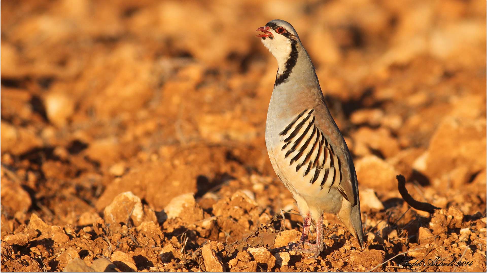Kınalı keklik » Chukar Partridge » Alectoris chukar
