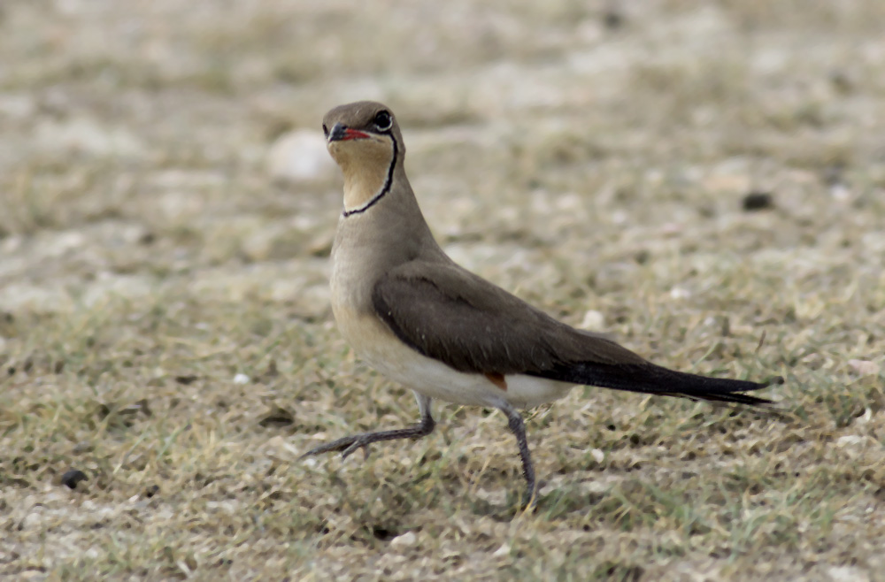 Bataklıkkırlangıcı » Collared Pratincole » Glareola pratincola