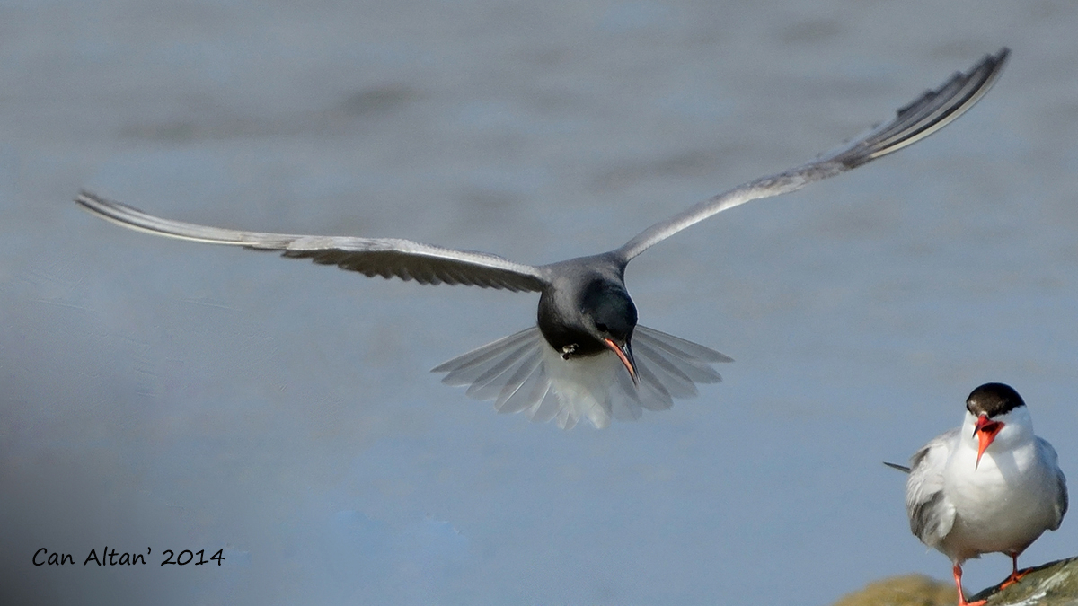Kara sumru » Black Tern » Chlidonias niger