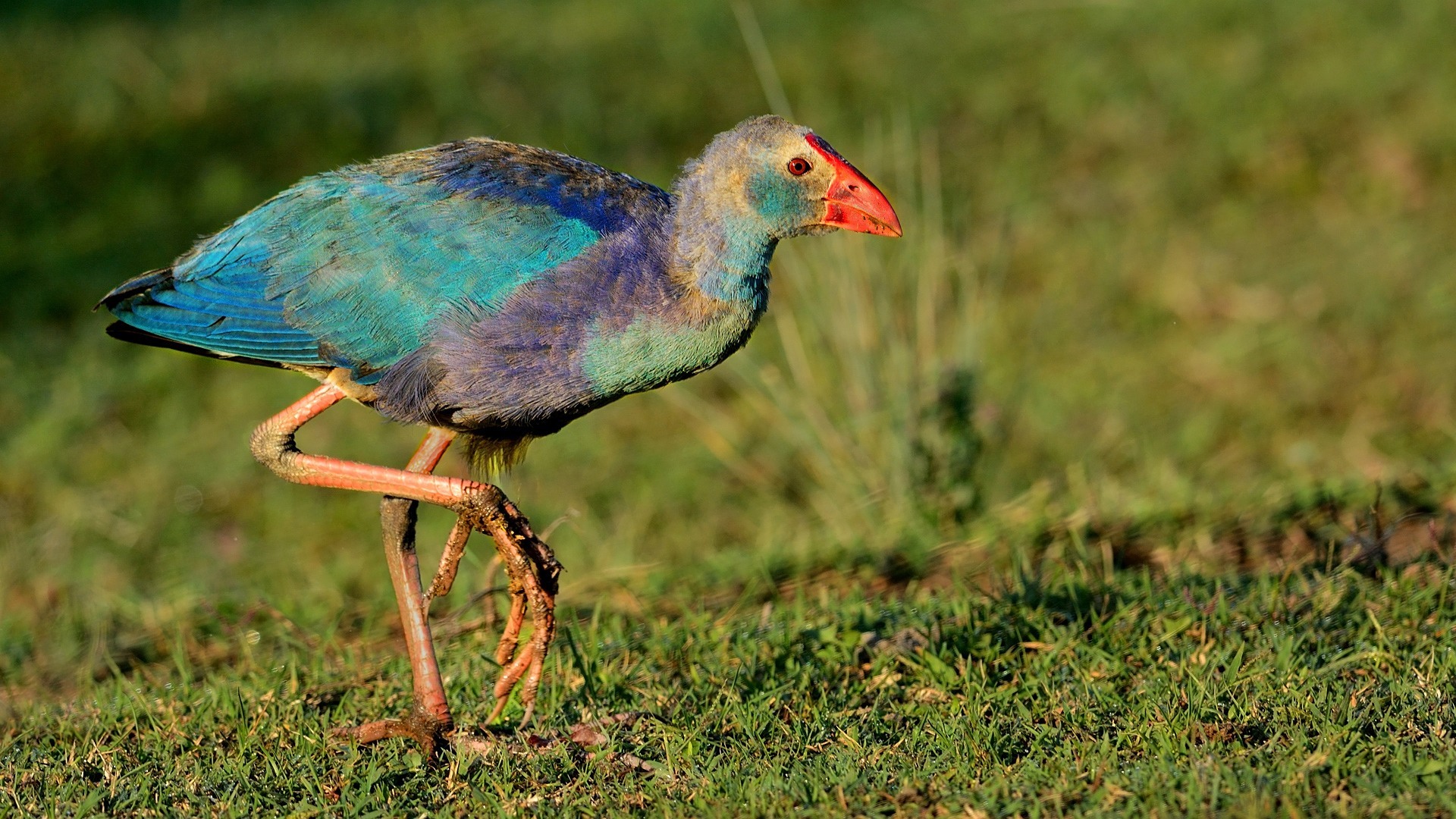 Sazhorozu » Grey-headed Swamphen » Porphyrio poliocephalus