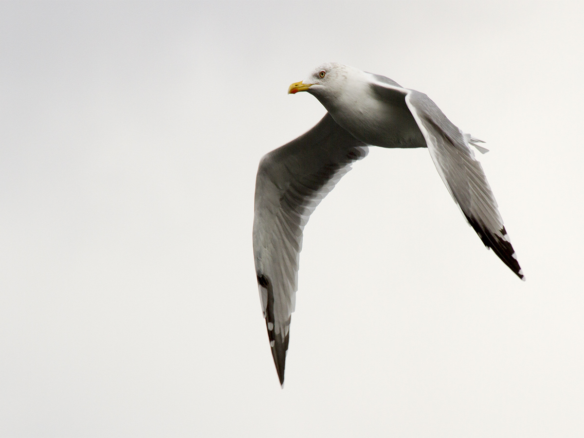 Gümüş martı » Yellow-legged Gull » Larus michahellis