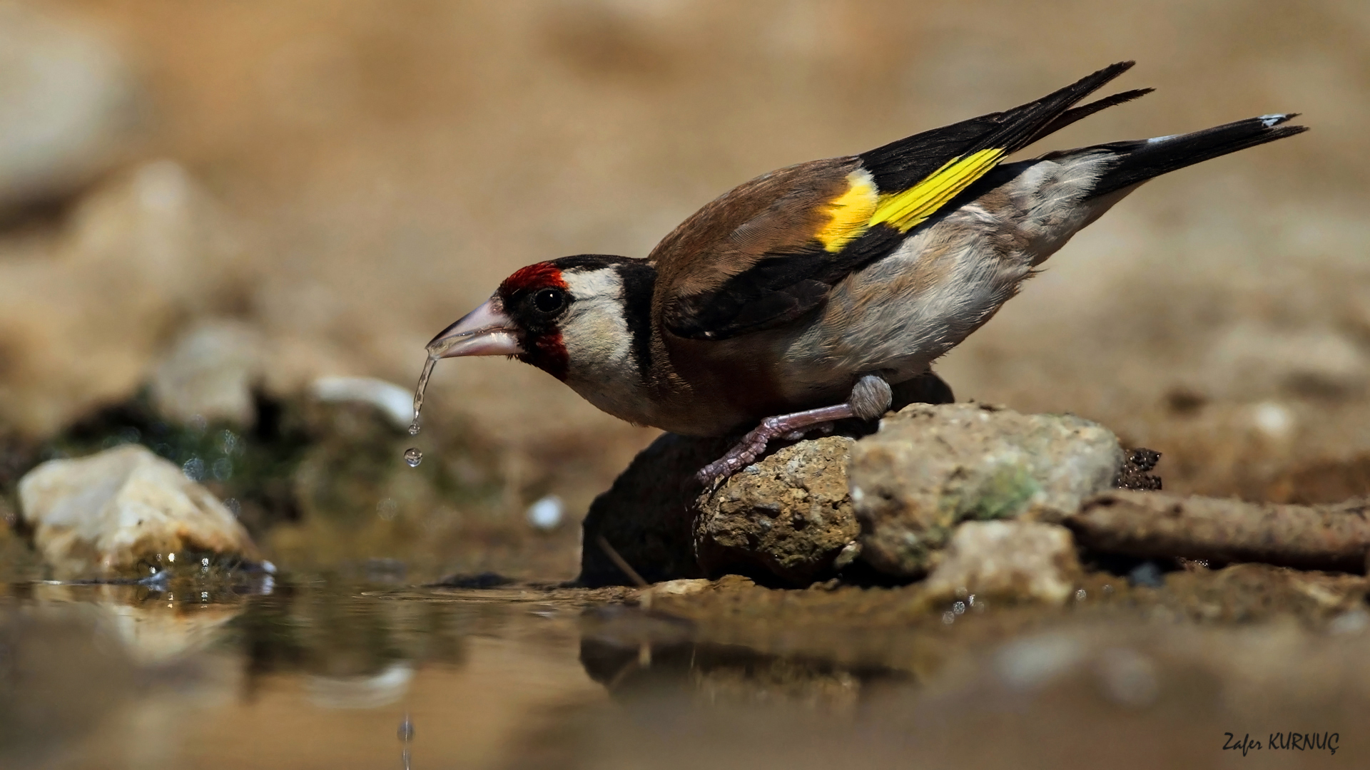 Saka » European Goldfinch » Carduelis carduelis