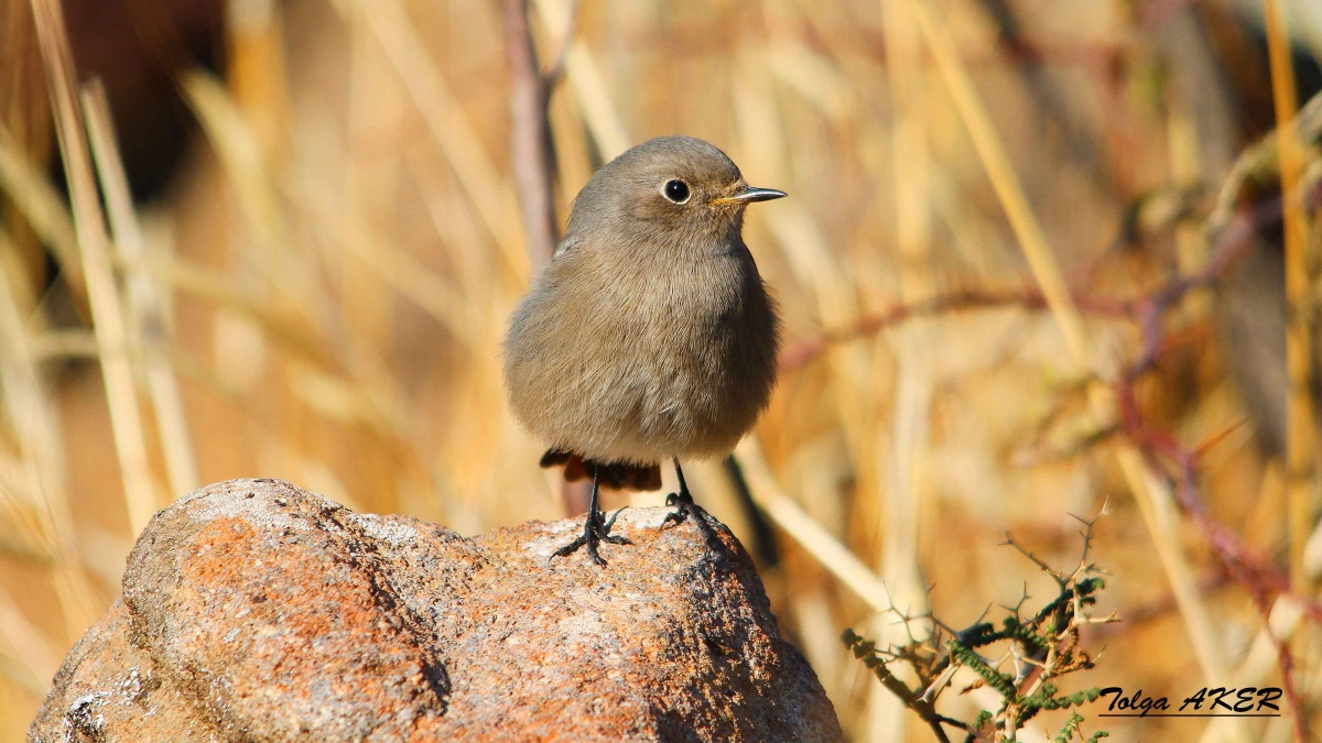 Kara kızılkuyruk » Black Redstart » Phoenicurus ochruros