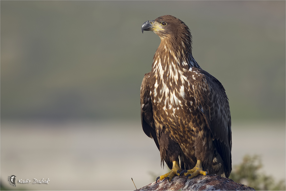 Akkuyruklu kartal » White-tailed Eagle » Haliaeetus albicilla