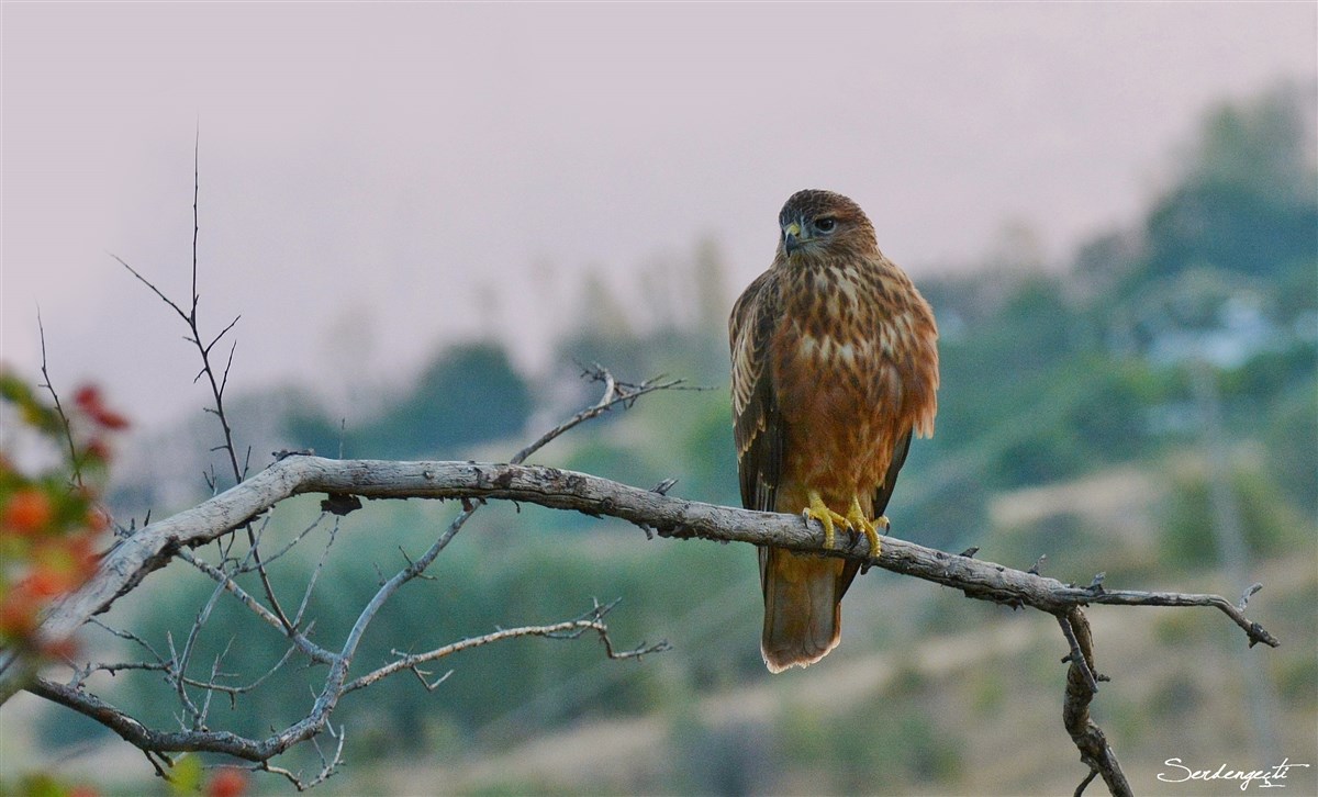 Şahin » Common Buzzard » Buteo buteo