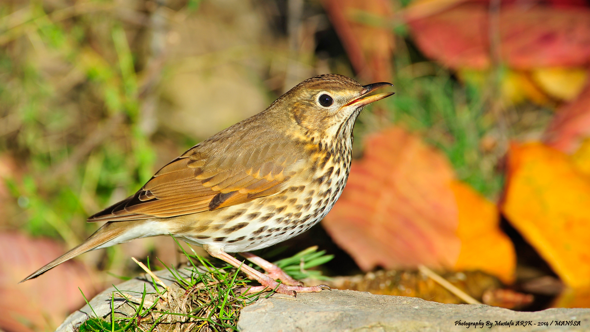 Öter ardıç » Song Thrush » Turdus philomelos