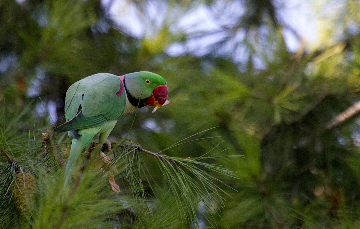 İskender papağanı » Alexandrine Parakeet » Psittacula eupatria