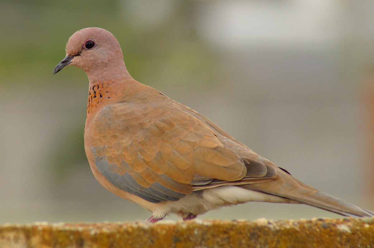 Küçük kumru » Laughing Dove » Spilopelia senegalensis