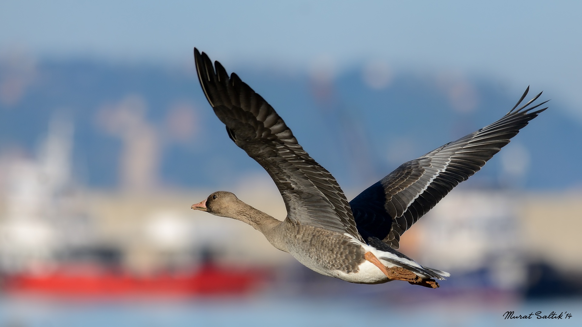 Sakarca » Greater White-fronted Goose » Anser albifrons