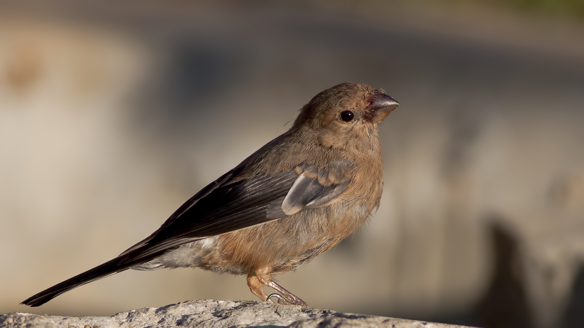 Şakrak