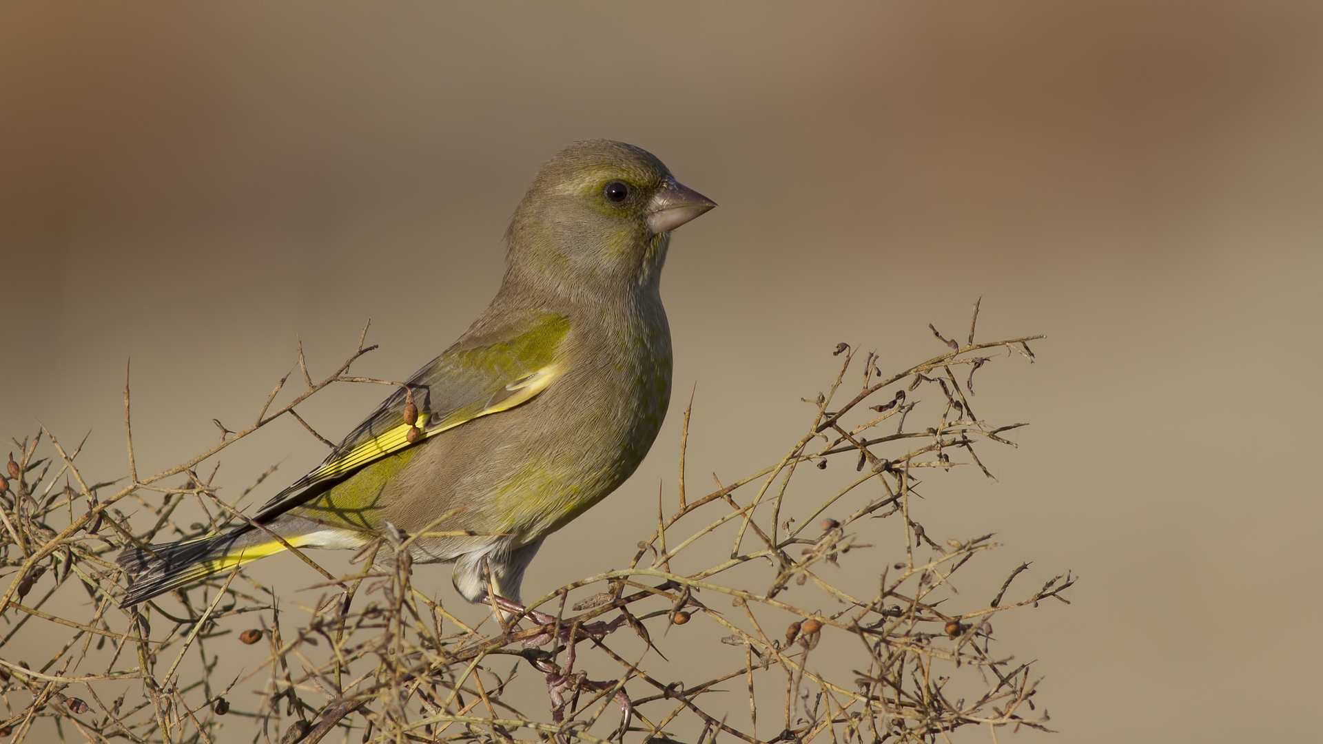 Florya » European Greenfinch » Chloris chloris