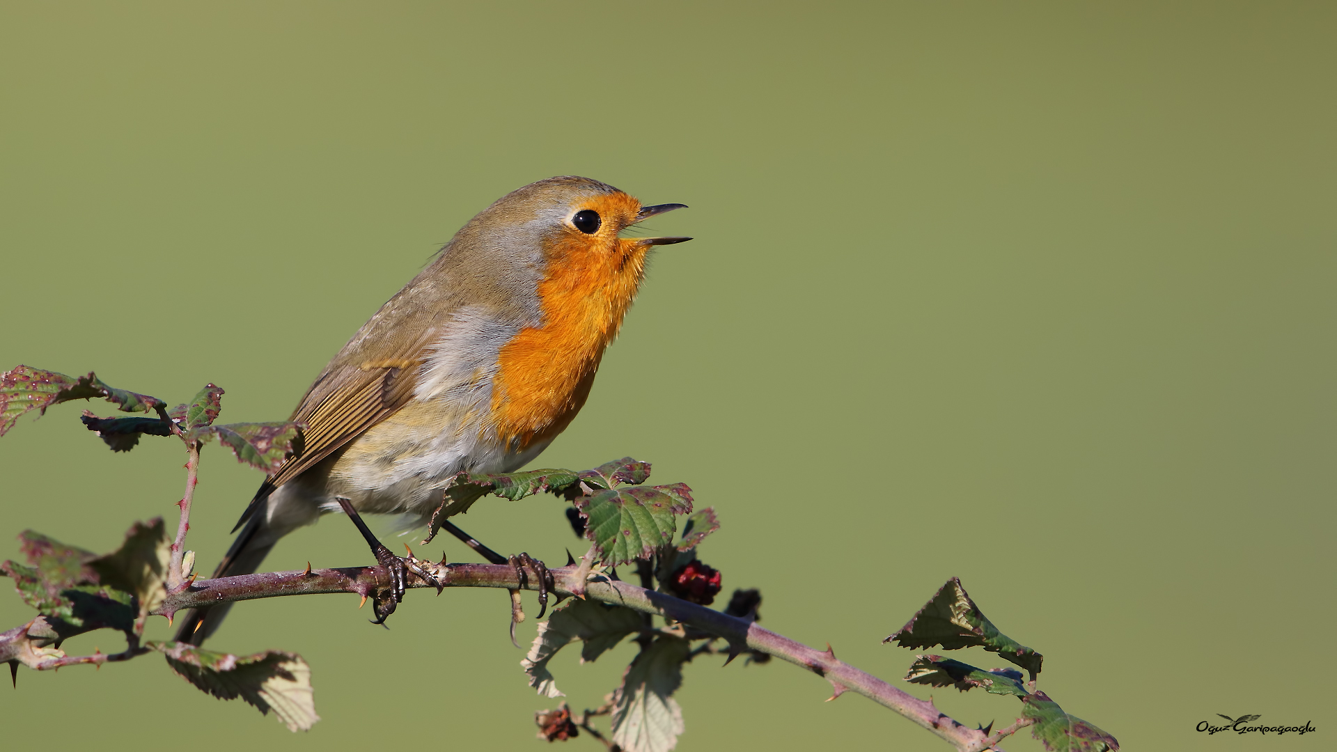 Kızılgerdan » European Robin » Erithacus rubecula
