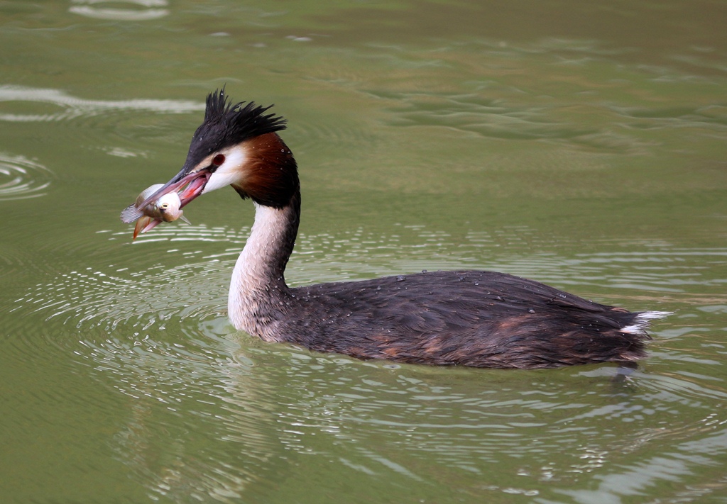 Bahri » Great Crested Grebe » Podiceps cristatus