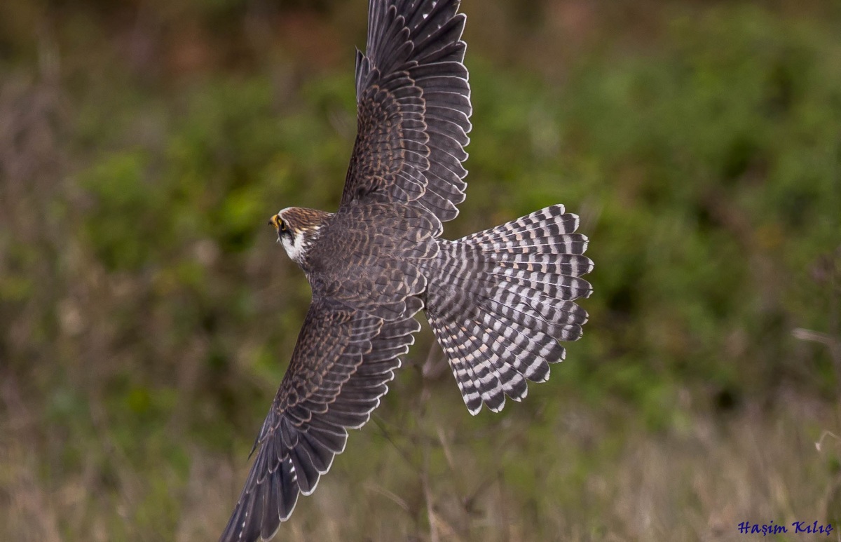 Ala doğan » Red-footed Falcon » Falco vespertinus
