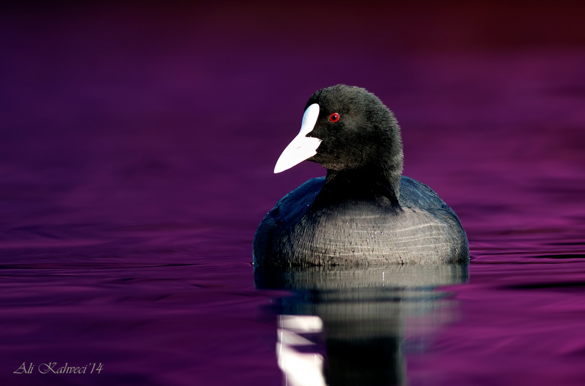 Sakarmeke » Eurasian Coot » Fulica atra