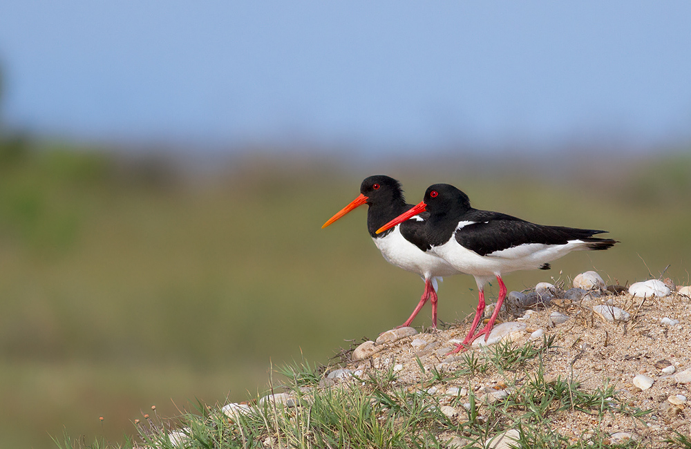 Poyrazkuşu » Eurasian Oystercatcher » Haematopus ostralegus