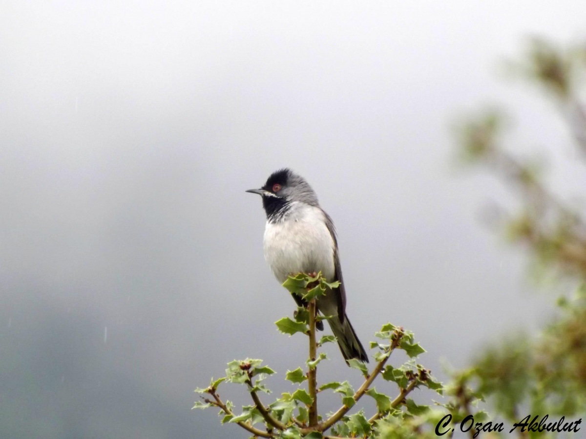 Karaboğazlı ötleğen » Rüppell`s Warbler » Sylvia ruppeli