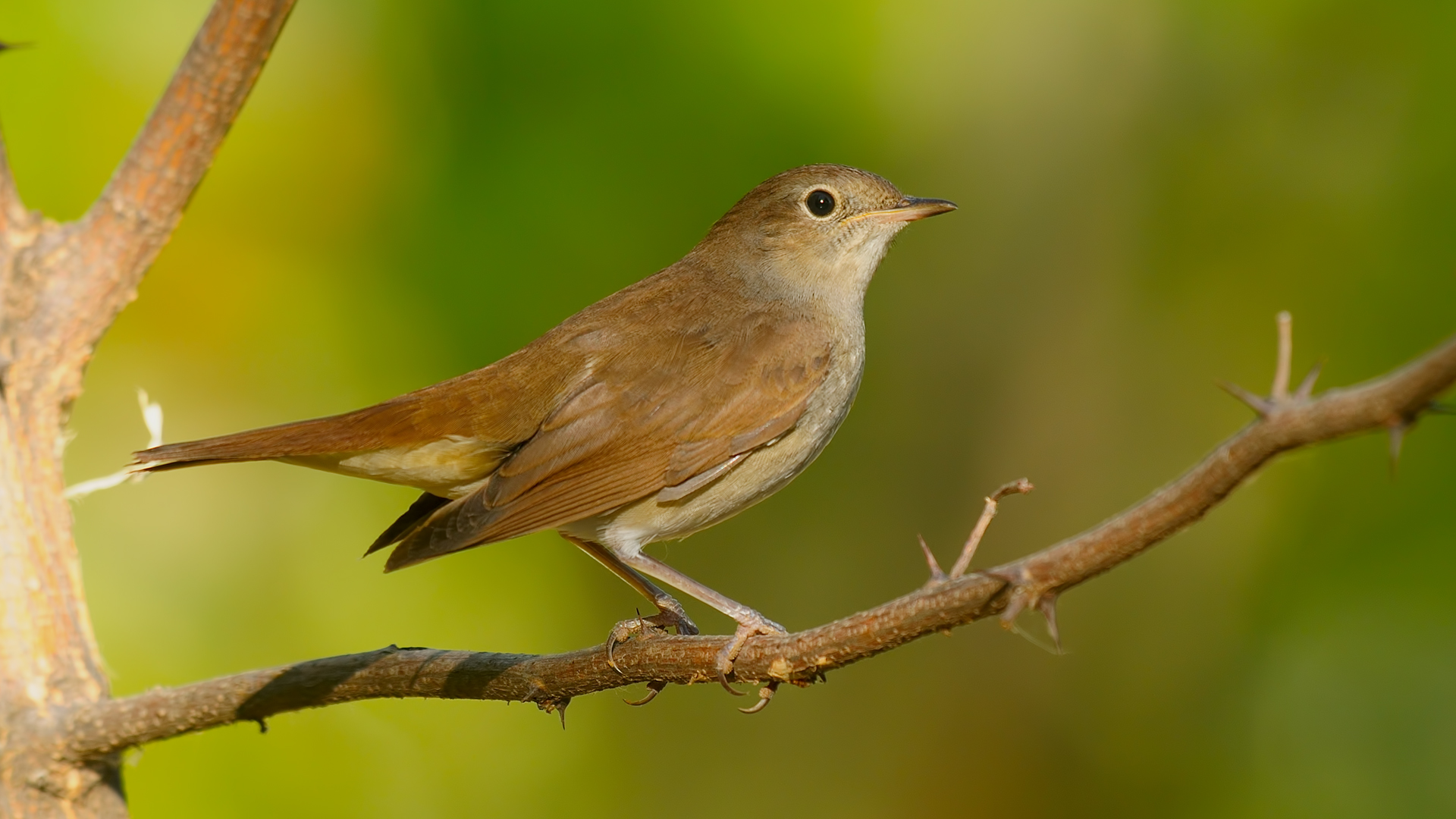 Bülbül » Common Nightingale » Luscinia megarhynchos
