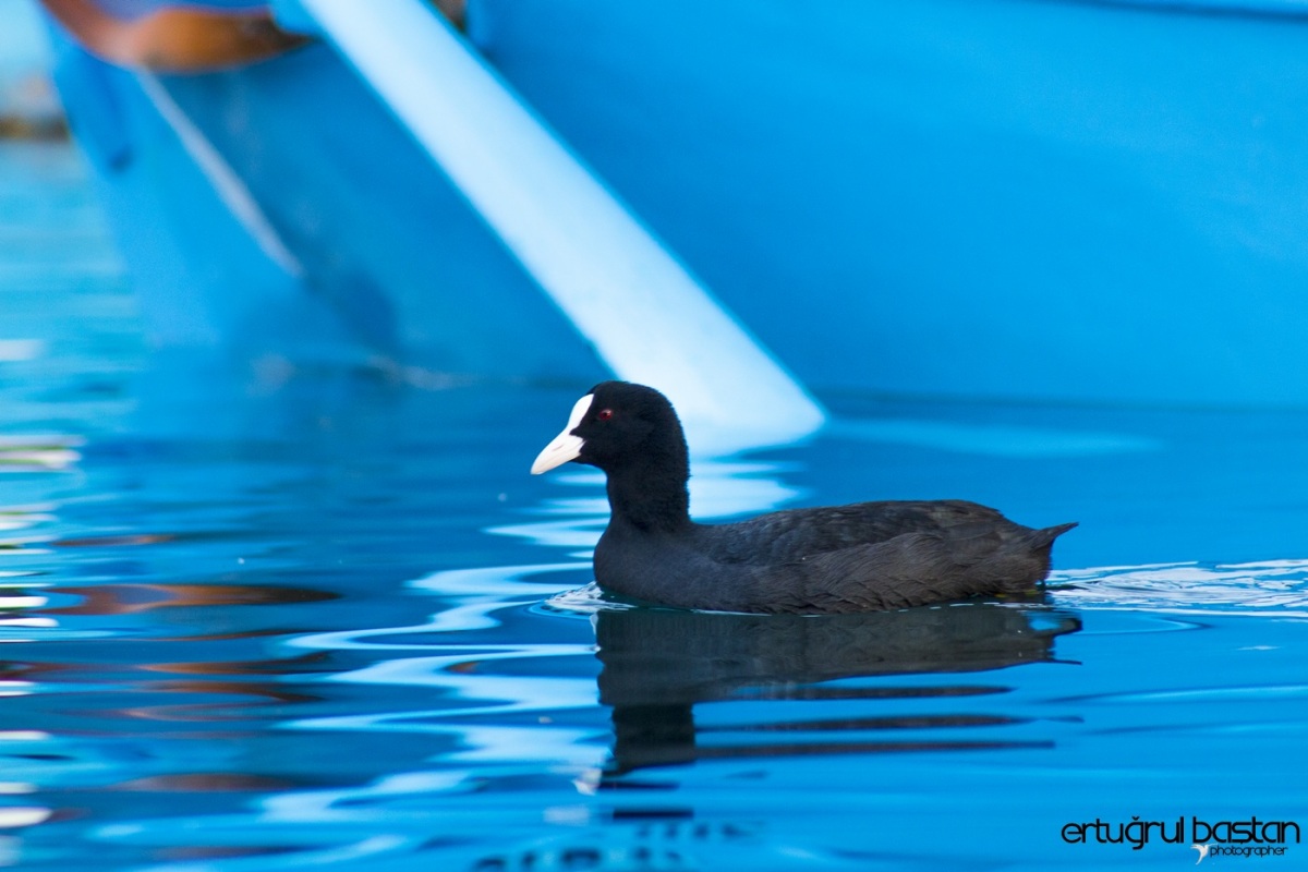 Sakarmeke » Eurasian Coot » Fulica atra