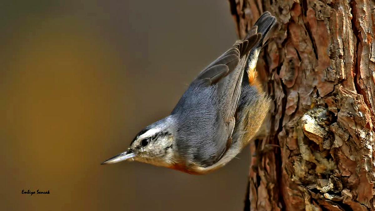 Anadolu sıvacısı » Krüper`s Nuthatch » Sitta krueperi