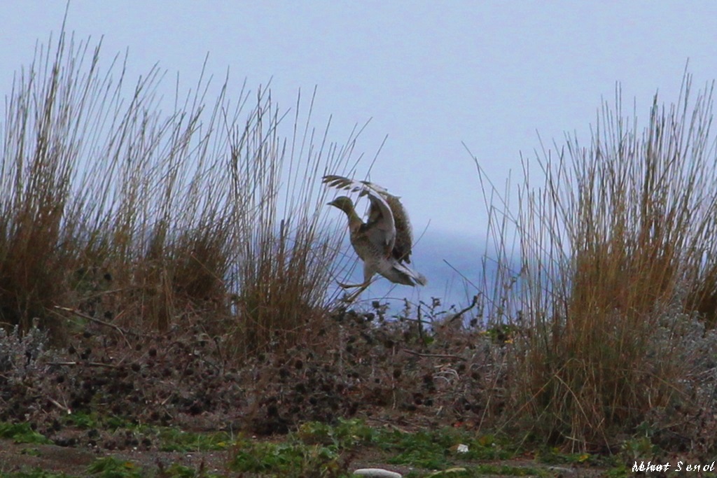Mezgeldek » Little Bustard » Tetrax tetrax
