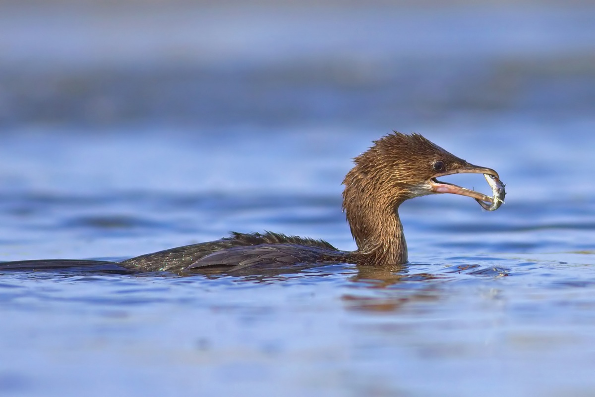 Küçük karabatak » Pygmy Cormorant » Microcarbo pygmaeus