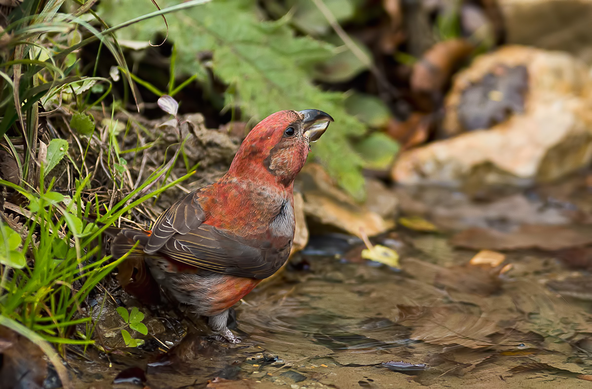 Çaprazgaga » Red Crossbill » Loxia curvirostra