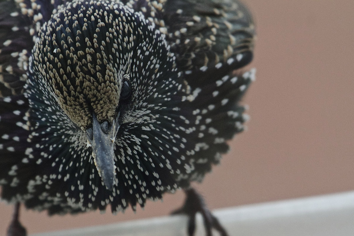 Sığırcık » Common Starling » Sturnus vulgaris