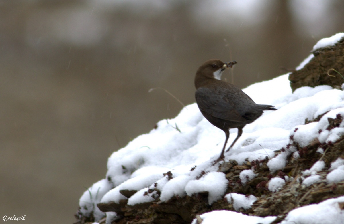 Derekuşu » White-throated Dipper » Cinclus cinclus