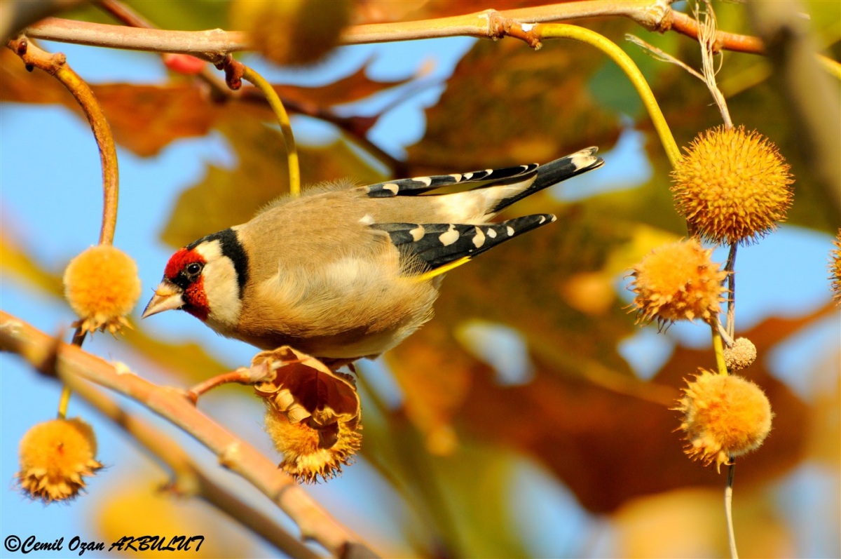 Saka » European Goldfinch » Carduelis carduelis