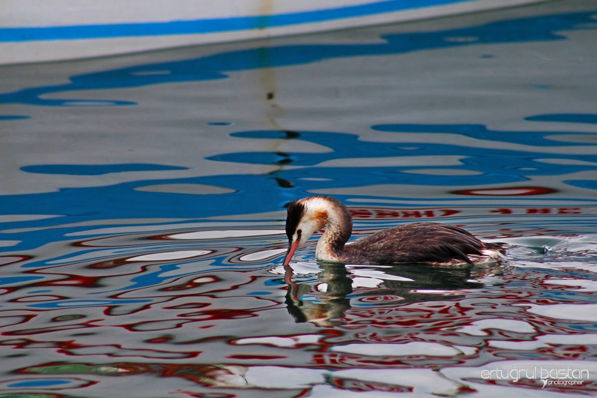 Bahri » Great Crested Grebe » Podiceps cristatus
