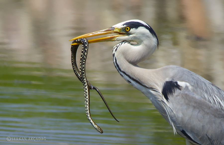 Gri balıkçıl » Grey Heron » Ardea cinerea