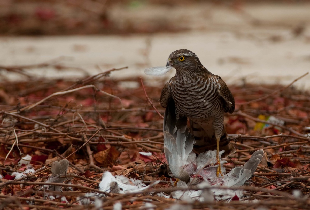 Atmaca » Eurasian Sparrowhawk » Accipiter nisus