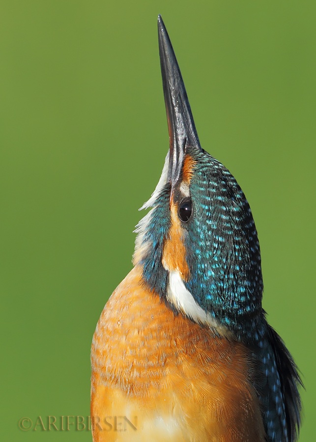 Yalıçapkını » Common Kingfisher » Alcedo atthis
