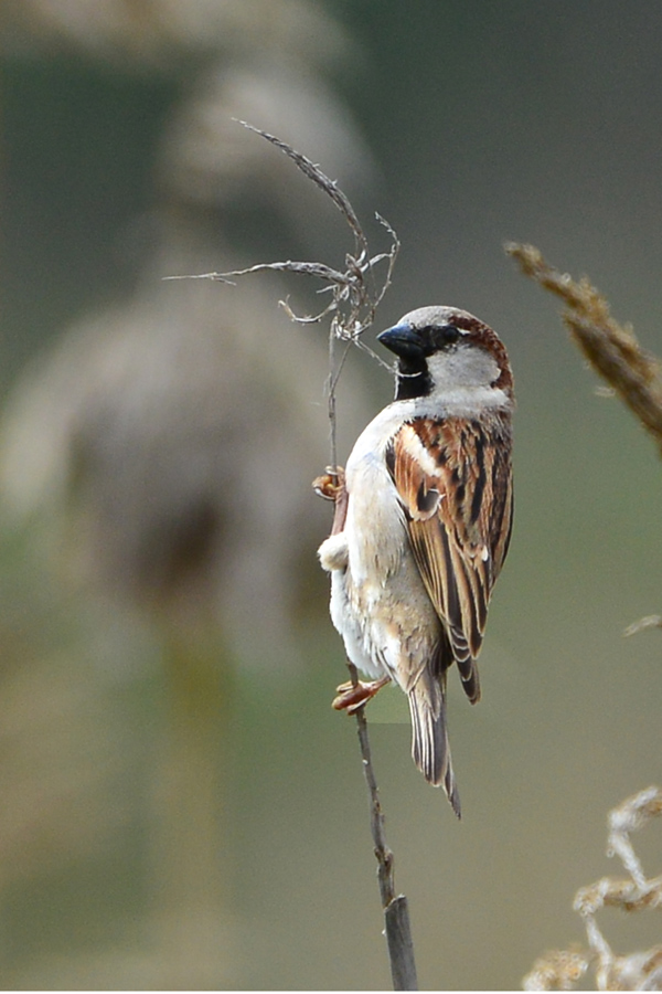 Serçe » House Sparrow » Passer domesticus