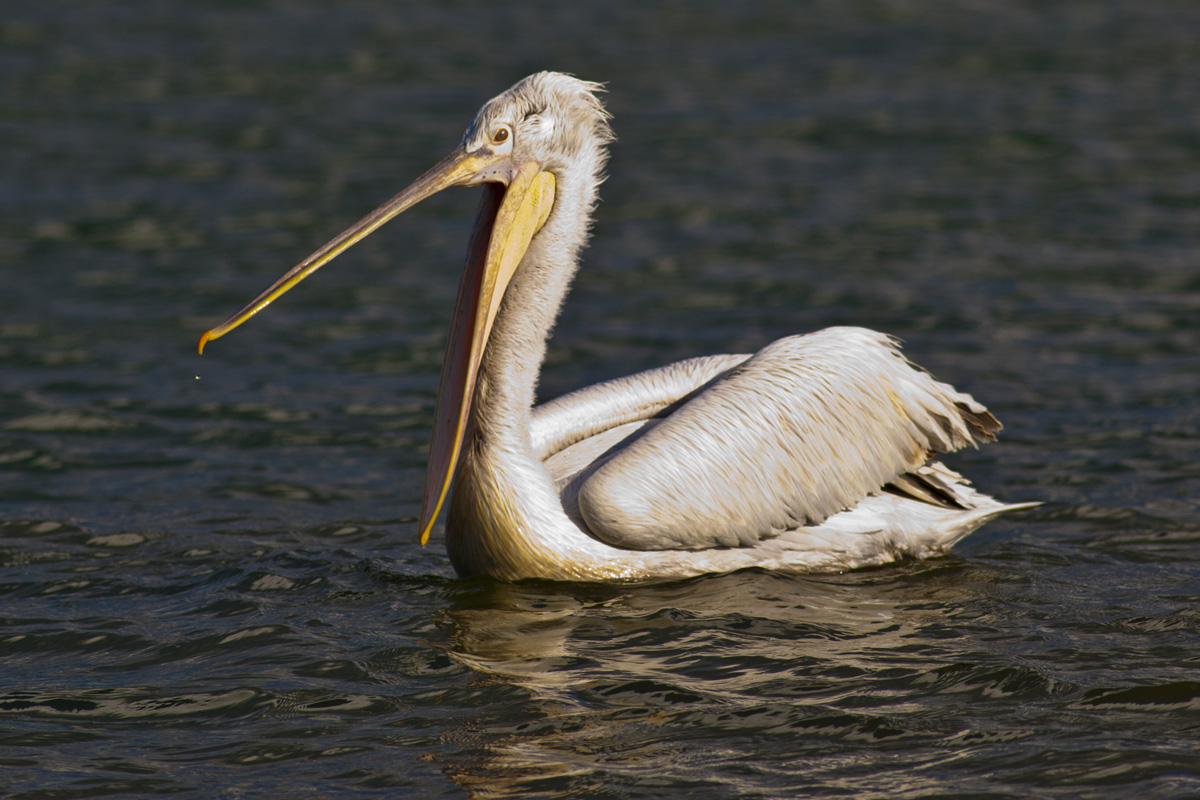 Tepeli pelikan » Dalmatian Pelican » Pelecanus crispus