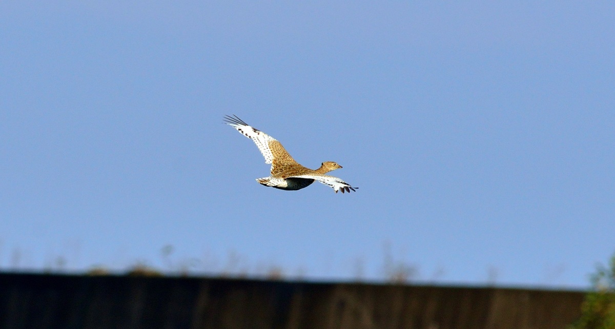 Mezgeldek » Little Bustard » Tetrax tetrax