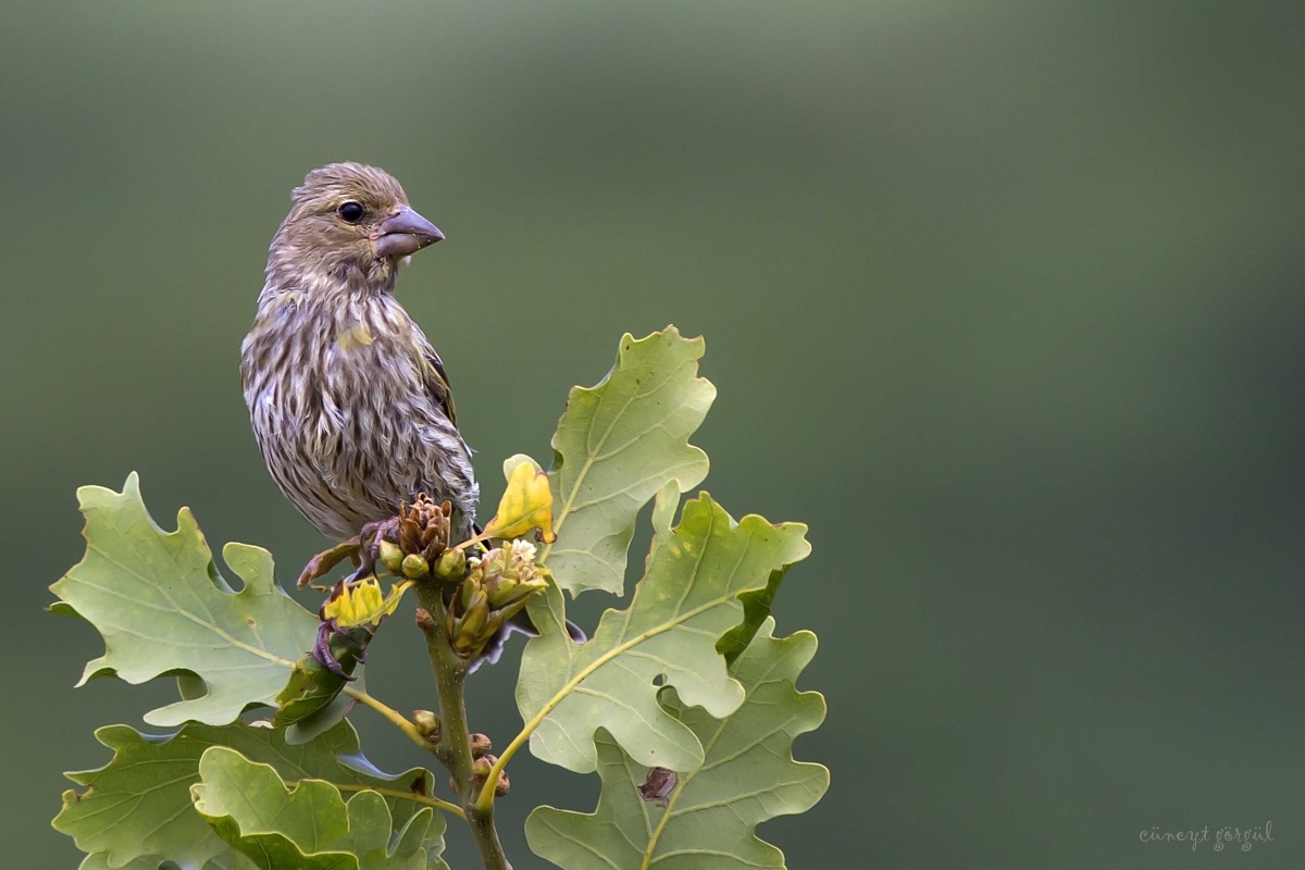 Florya » European Greenfinch » Chloris chloris