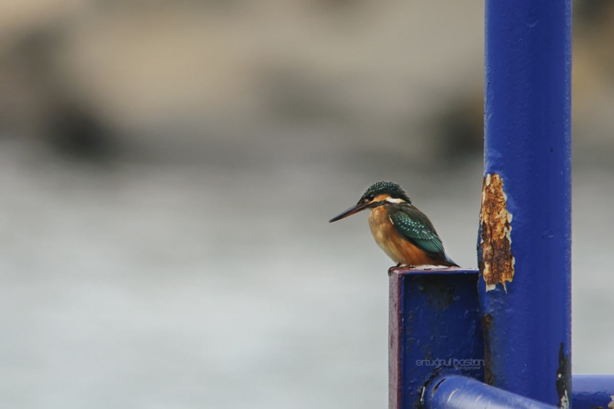 Yalıçapkını » Common Kingfisher » Alcedo atthis